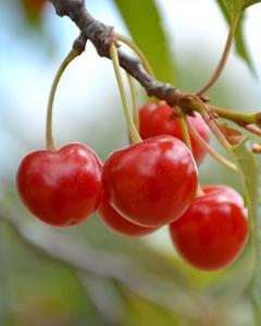 Cherry Dwf Tree Montmorency (sour) 5 Gallon