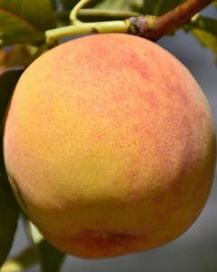 Peach S-dwf Tree Reliance 5 Gallon