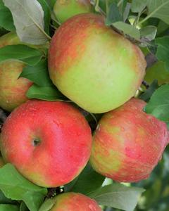 Apple S-dwf Tree Honeycrisp 5 Gallon