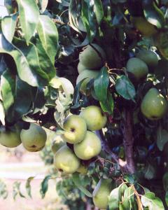 Pear S-dwf Tree Anjou 5 Gallon