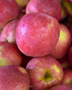 Apple S-dwf Tree Jonagold 5 Gallon