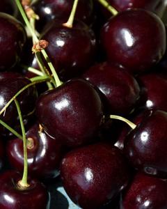 Cherry S-dwf Tree Bing (sweet) 5 Gallon