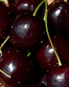 Cherry Tree Black Tartarian (sweet) 5 Gallon