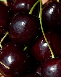 Cherry S-dwf Tree Black Tartarian (sweet) 5 Gallon
