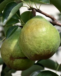 Pear S-dwf Tree Bartlett  5 Gallon