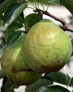 Pear Bartlett  5 Gallon