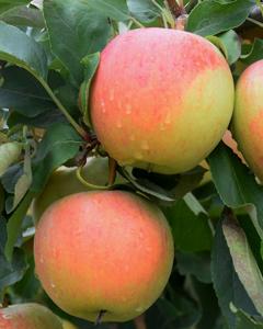 Apple S-dwf Tree Gala 5 Gallon