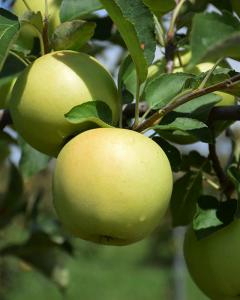 Apple S-dwf Tree Yellow Delicious 5 Gallon