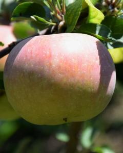 Apple S-dwf Tree Fugi 5 Gallon