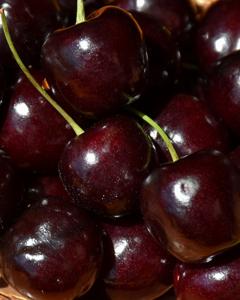 Cherry S-dwf Tree Stella (sweet) 5 Gallon