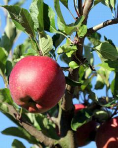 Apple Tree Combo 5 Gallon