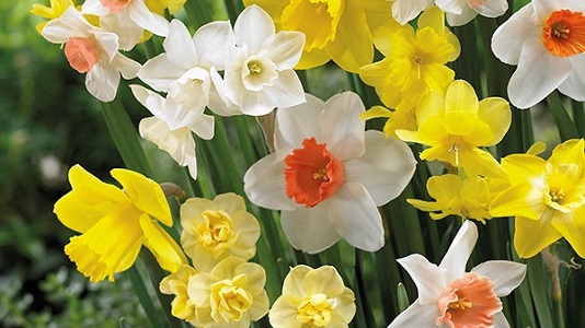 Daffodils