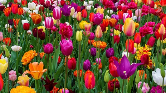 Tulips