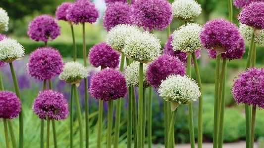 Allium