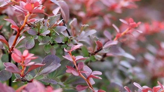 Non-Flowering Shrubs