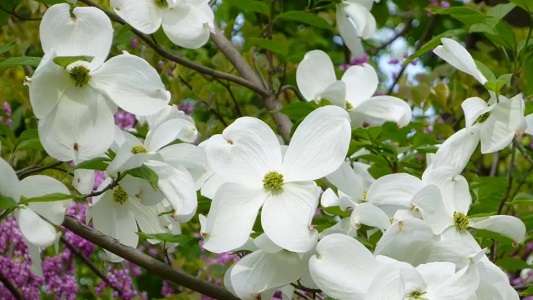 Shrubs