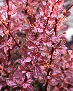 BARBERRY ROSE GLOW #3