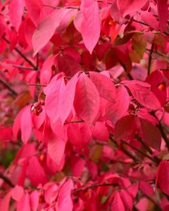 Burning Bush Dwarf 3 Gallon Pot