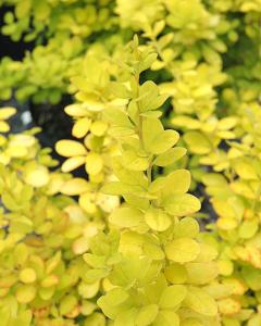 Barberry Golden 3 Gallon