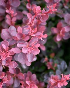 Barberry Royal Burgundy 3 Gallon