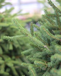 Spruce Norway 5 Gallon