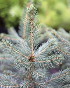 Spruce Colorado Blue 1 Gallon