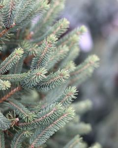 Spruce Black Hills 1 Gallon