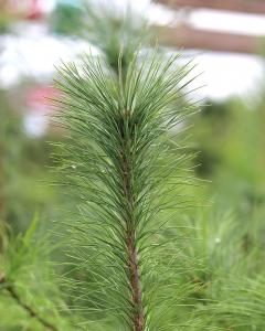 Pine White 1 Gallon
