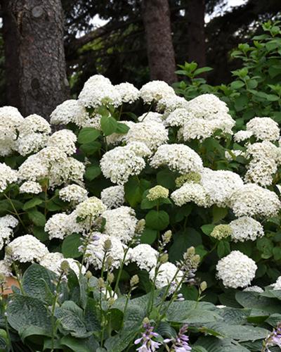 Hydrangea Annabelle 3 Gallon