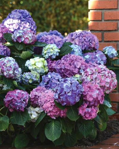 Hydrangea L.a. Dreamin' 3 Gallon