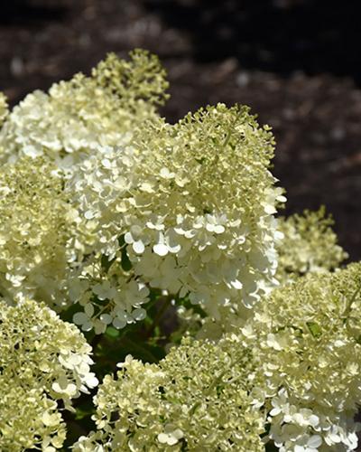 Hydrangea Bobo, Proven Winners 3 Gallon