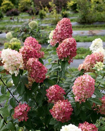Hydrangea Fire Light® 3 Gallon