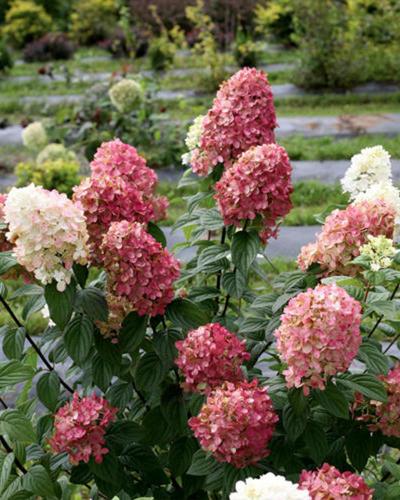 Hydrangea Fire Light, Proven Winners 3 Gallon