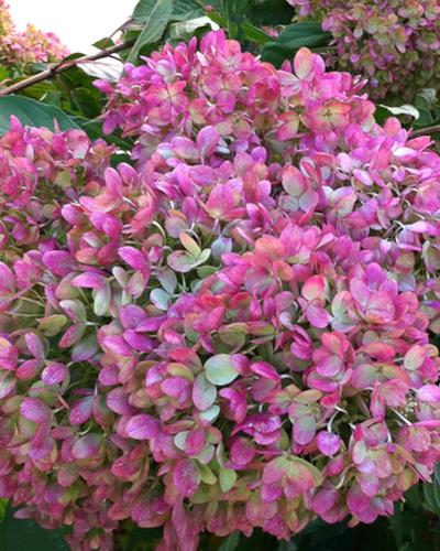 Hydrangea Little Lime® 3 Gallon
