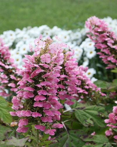 Hydrangea Gatsby Pink, Proven Winners 3 Gallon