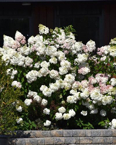 Hydrangea Vanilla Strawberry 3 Gallon