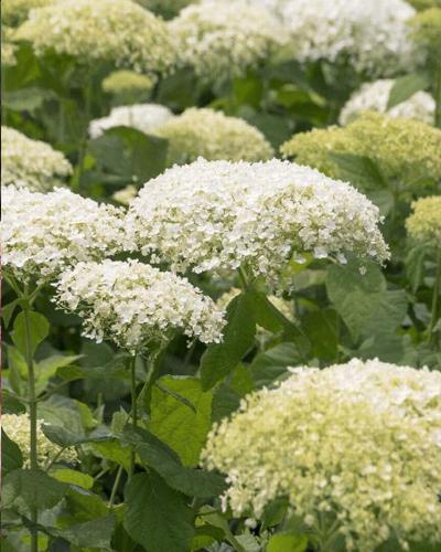 Hydrangea Seaside Serenade® Bar Harbor 2 Gallon