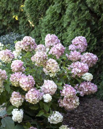 Hydrangea Strawberry Shake 2 Gallon
