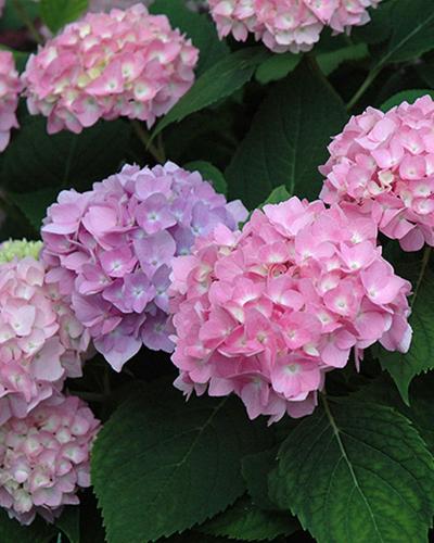 Hydrangea Endless Summer The Original 3 Gallon