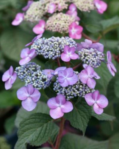 Hydrangea Endless Summer® Twist N Shout 3 Gallon