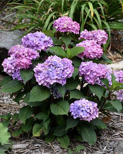 Hydrangea Bloomstruck, 2 Gallon