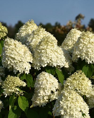 Hydrangea Limelight, Proven Winners 2 Gallon