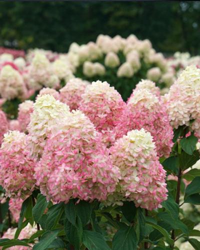 Hydrangea Limelight Prime, Proven Winners 3 Gallon