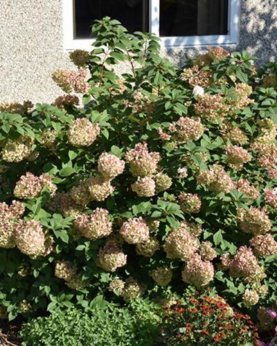 Hydrangea Strawberry Sundae®  3 Gallon