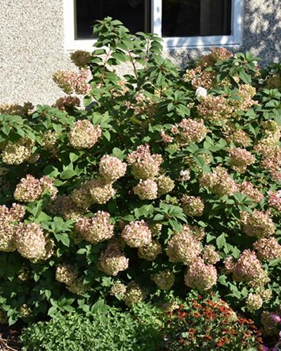 Hydrangea Strawberry Sundae, 3 Gallon