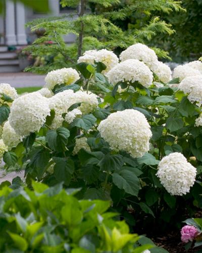 Hydrangea Incrediball® 2 Gallon