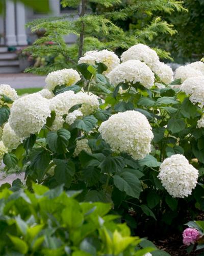 Hydrangea Incrediball Proven Winners, 2 Gallon