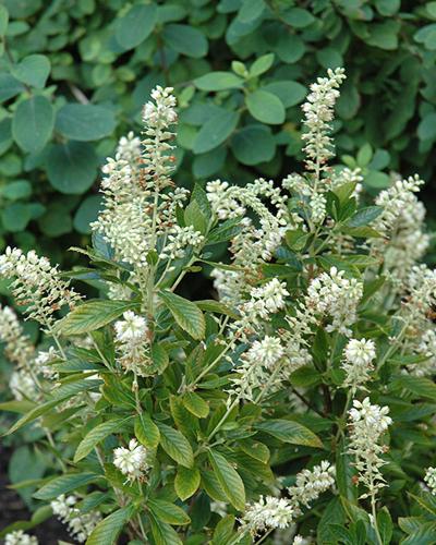 Clethra Hummingbird 3 Gallon