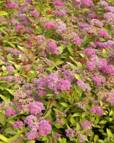 Spirea Magic Carpet 8" Pot