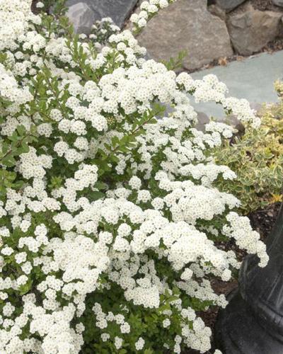 Spirea Snowmound 3 Gallon